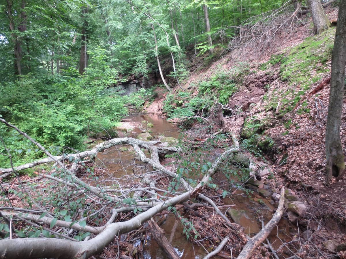 Scenic view of a stream in Tyler State Park in Bucks County, PA, a site of Barefoot Hikers of PA hikes